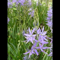 Camassia leichtlinii Caerulea (fam. Hyacinthacees) (6)